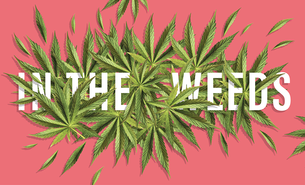 illustration featuring marijuana leaves and the words 