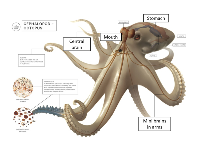 Octopuses 8 Arms, 9 Brains Vanderbilt Student Volunteers for Science