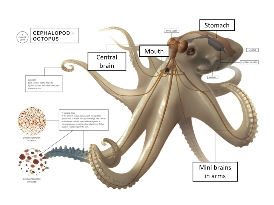 octopus brains octopuses smarts vanderbilt adapted cosmosmagazine studentorg