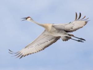 Sandhill Crane in Flight