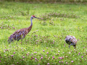 Sandhill Cranes in a clover meadow