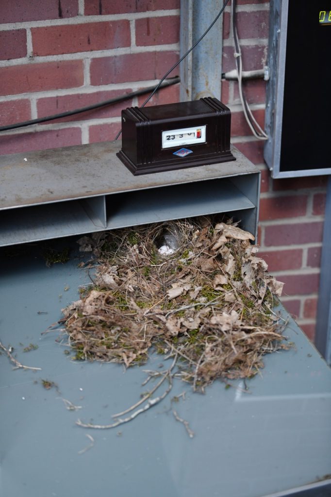 Carolina wren nest