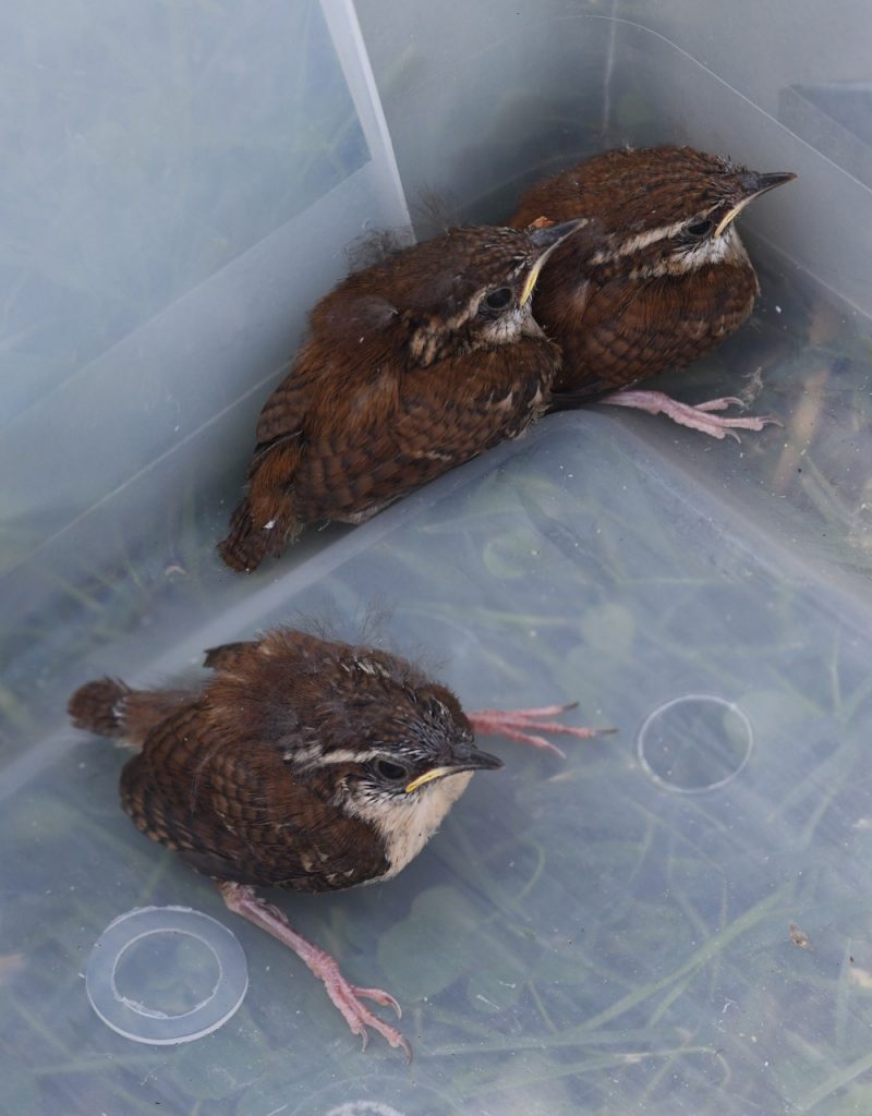 Fledgling Carolina wrens awaiting release.