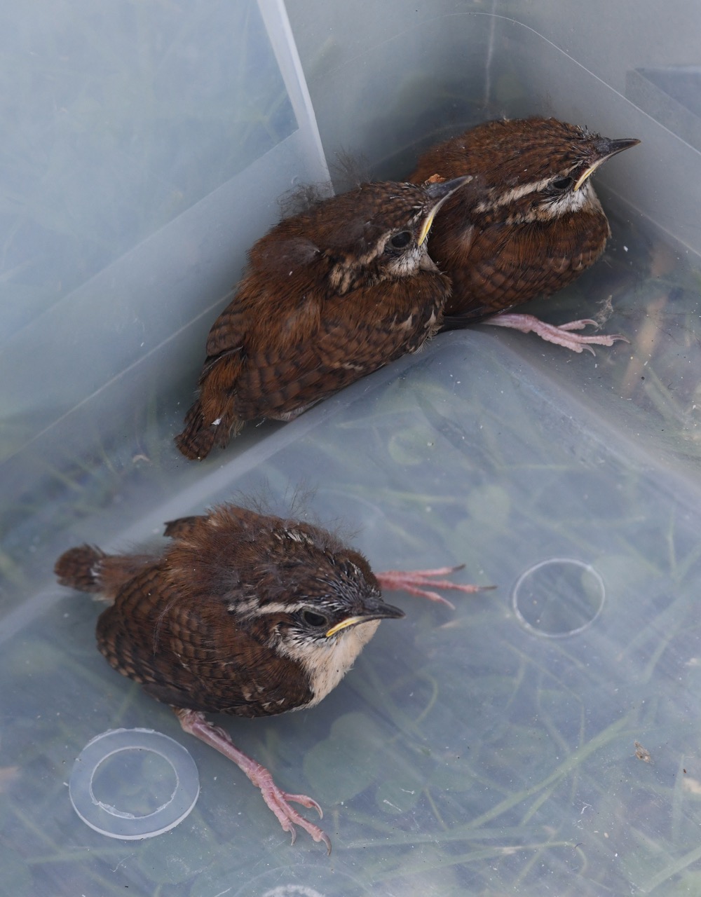Fledgling Carolina wrens awaiting release.