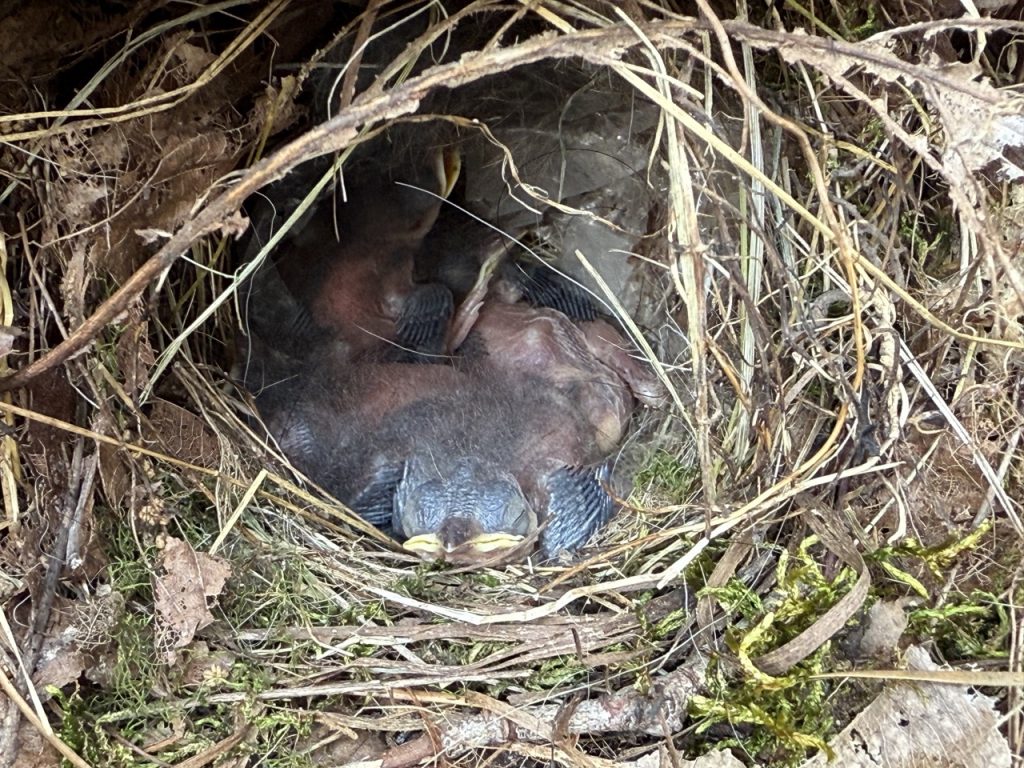 Carolina wren chicks