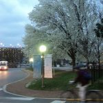 Tree at the Med Center.
