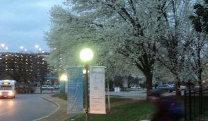 Tree at the Med Center.