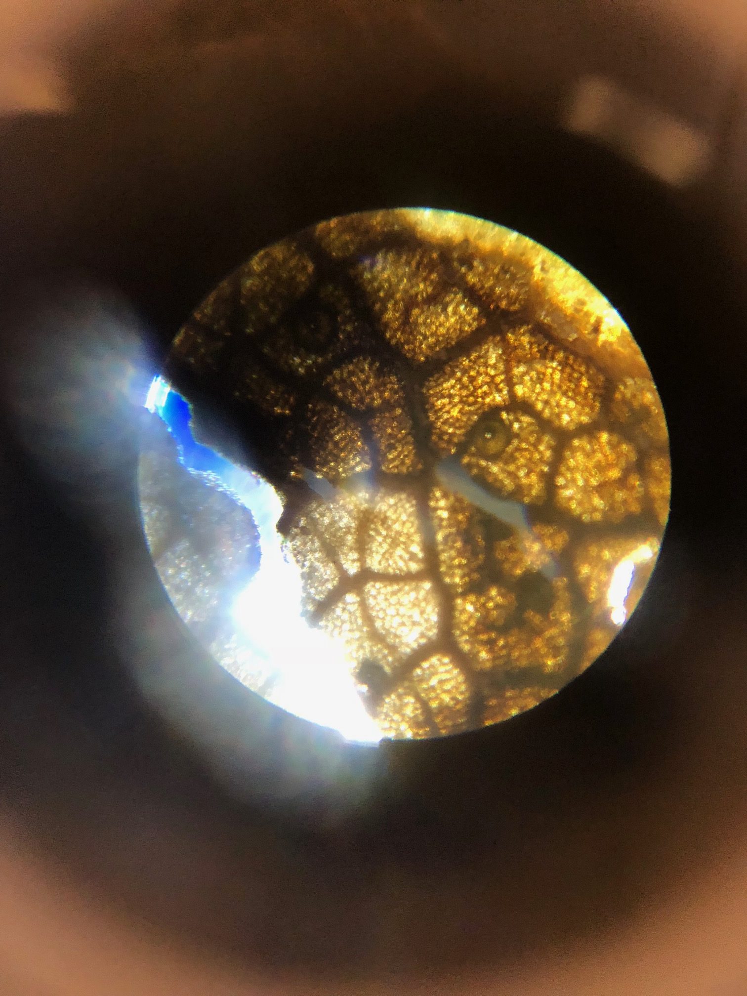 Vanderbilt University