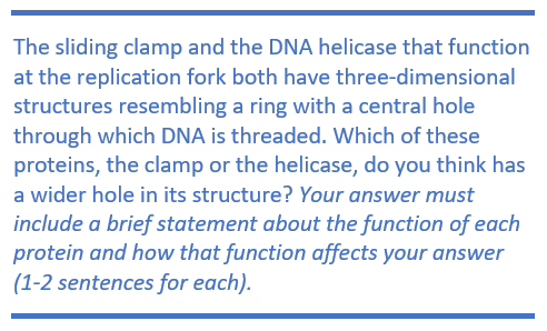 The sliding clamp and the DNA helicase that function at the replication fork both have three-dimensional structures resembling a ring with a central hole through which DNA is threaded. Which of these proteins, the clamp or the helicase, do you think has a wider hole in its structure? Your answer must include a brief statement about the function of each protein and how that function affects your answer (1-2 sentences for each).