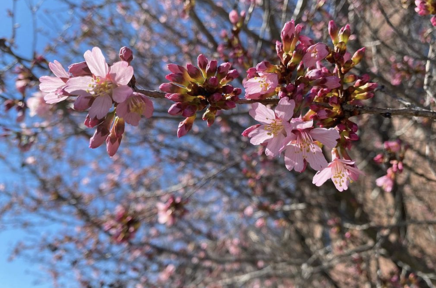 Cherry Tree (prunus avium)