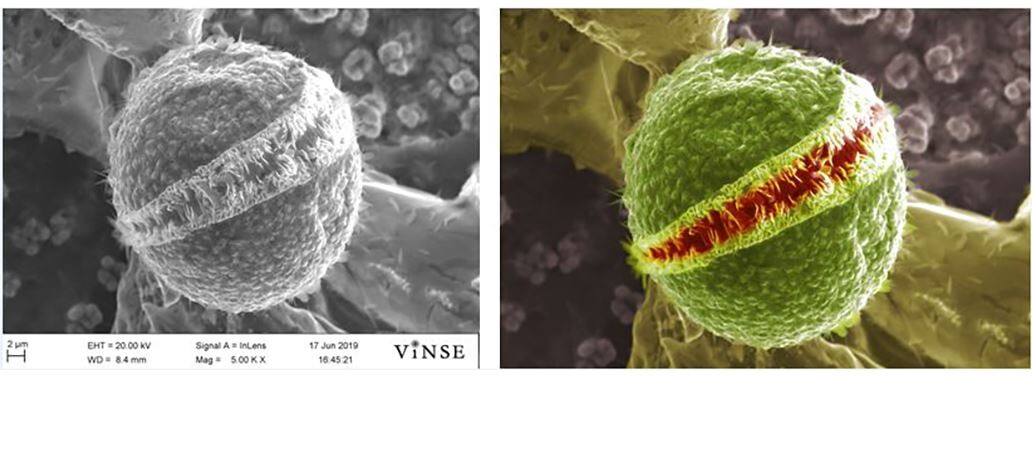 Want to learn to add false color to your SEM images? Join the VINSE GIMP workshop on February 16, 2022. REGISTER NOW