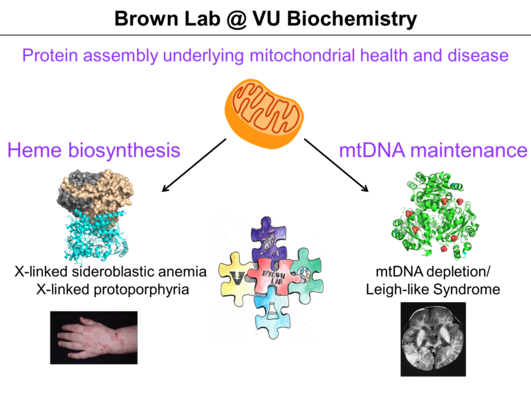 The Brown Lab