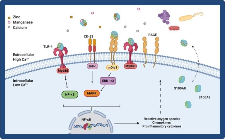 The Chazin Lab