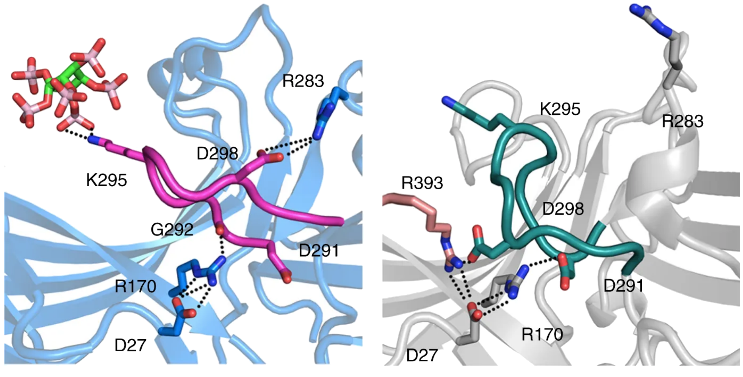 The Iverson Lab