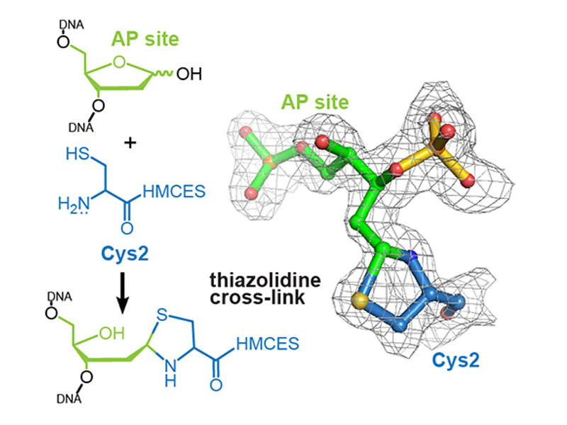 High-resolution structure of a native DNA-protein crosslink