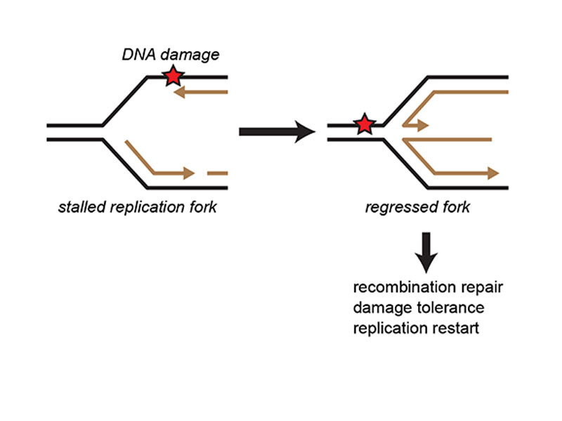 What is the mechanism of replication fork reversal?