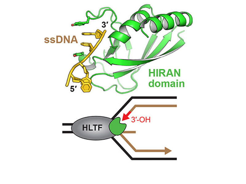 HLTF's HIRAN domain binds 3' DNA ends to drive replication fork reversal