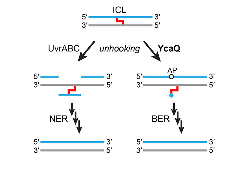 The DNA glycosylase YcaQ initiates an alternative interstrand DNA crosslink repair pathway in E. coli