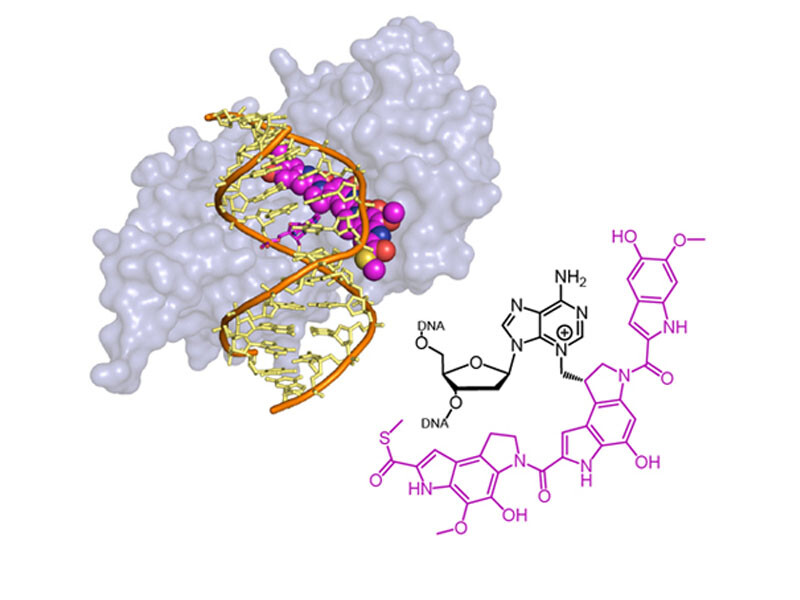 Bacterial AlkD repairs bulky DNA lesions formed by the natural product yatakemycin