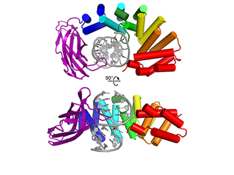 HEAT repeats have emerged as an important nucleic acid binding architecture