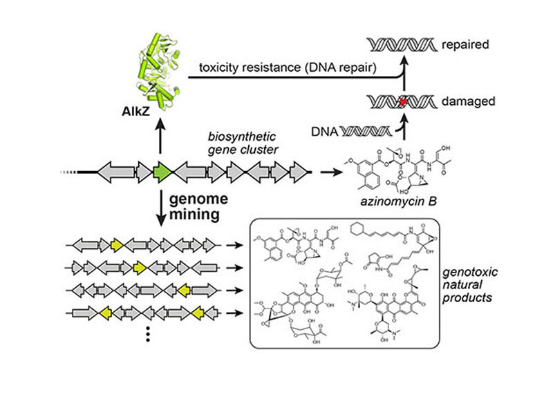 Reistance-based genome mining to identify new genotoxins