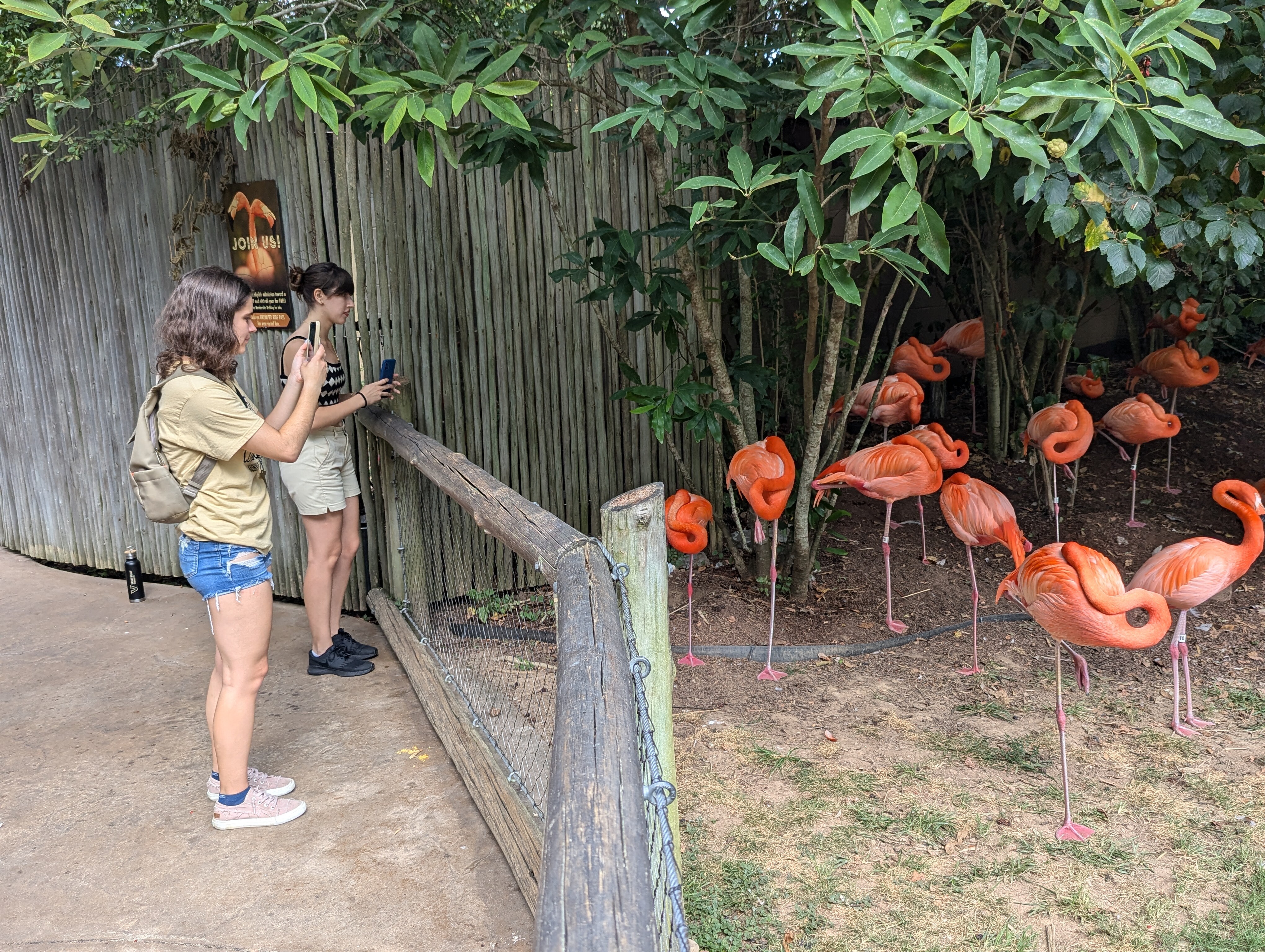 Two 2024 FCAI Autism Summer Interns take pictures of the flamingos at Nashville Zoo during their summer internships in Nashville.