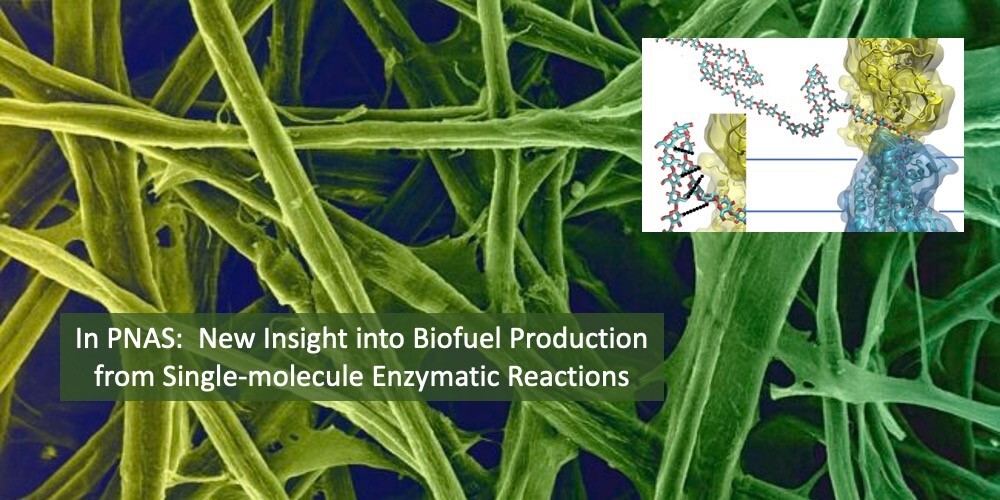 Innovative research directly monitors cellulose production from individual synthase enzymes