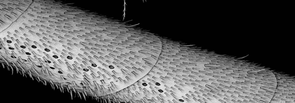 Bee Antenna BSE Image