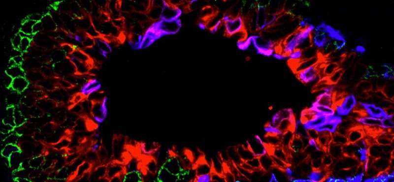 stem cells, image courtesy of the Macara Lab