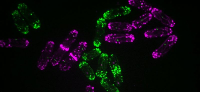 yeast cells, image courtesy Gould Lab