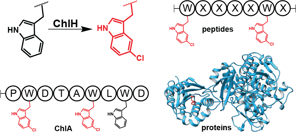Andrew and Mayuresh, with collaborators from the Mchaourab group, have published a paper in Angewandte Chemie International Edition where they characterized the tryptophan halogenase involved in chlorolassin biosynthesis, ChlH, uncovering remarkably broad substrate promiscuity.