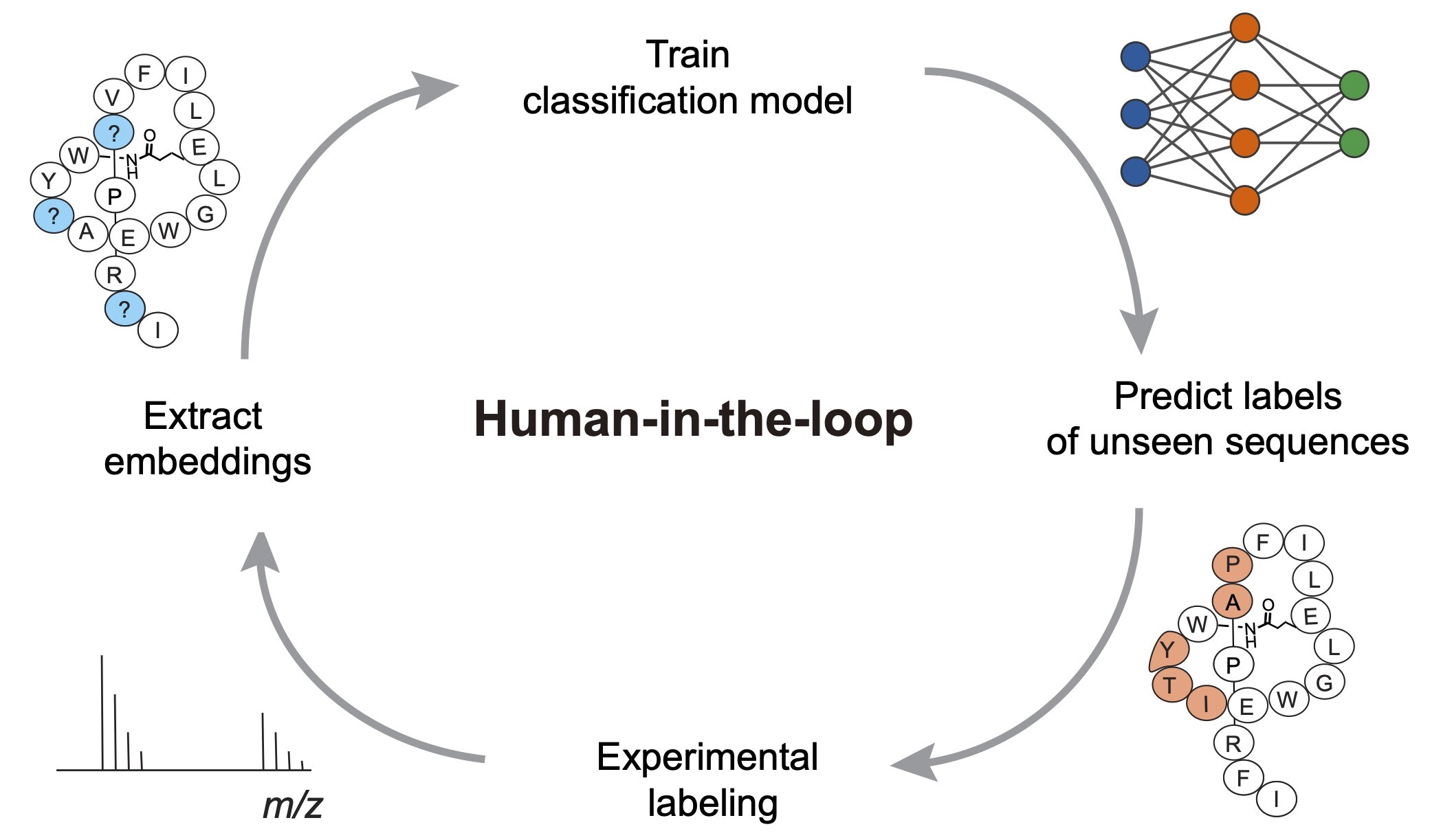 Susanna and collaborators from the Shukla group have published a paper in Nature Communications in which they developed LassoESM, a large language model specifically tailored for lasso peptides.