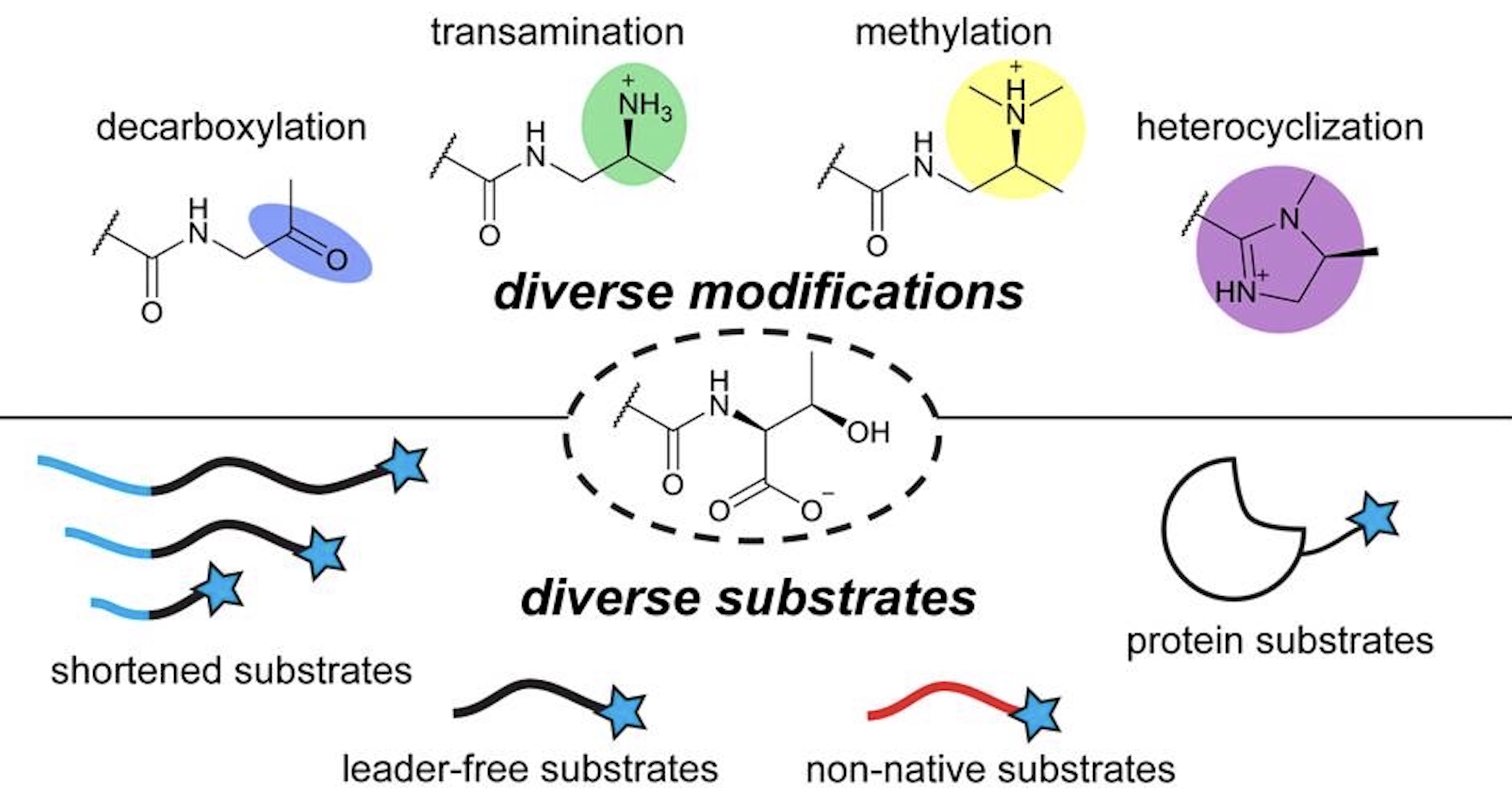 Shravan and collaborators from the Mitchell, Chekan, Zhao, and Sarlah labs have published a paper in ACS Central Science where they explore the biosynthesis and engineerability of daptides.