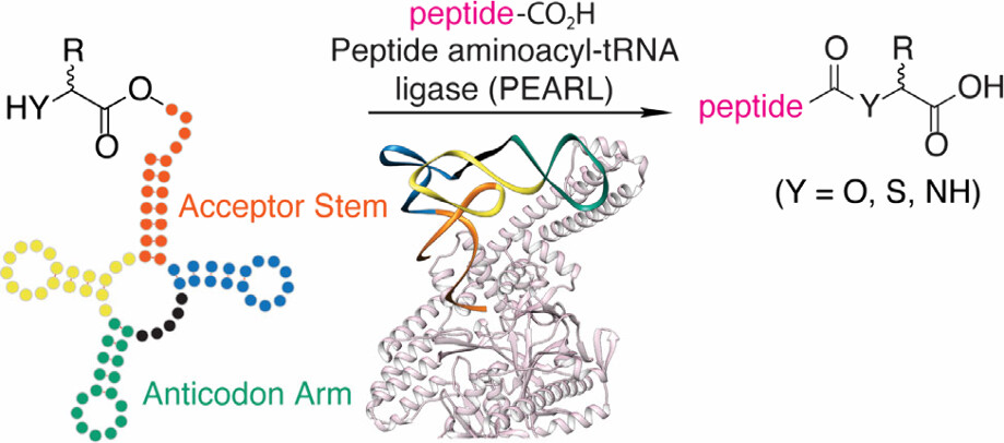 Dinh and Mayuresh, along with collaborators from the van der Donk, Suga, and Goto labs have published a paper in the Journal of the American Chemical Society that defines how peptide aminoacyl-tRNA ligases (PEARLs) recognize their aminoacyl-tRNA substrates.