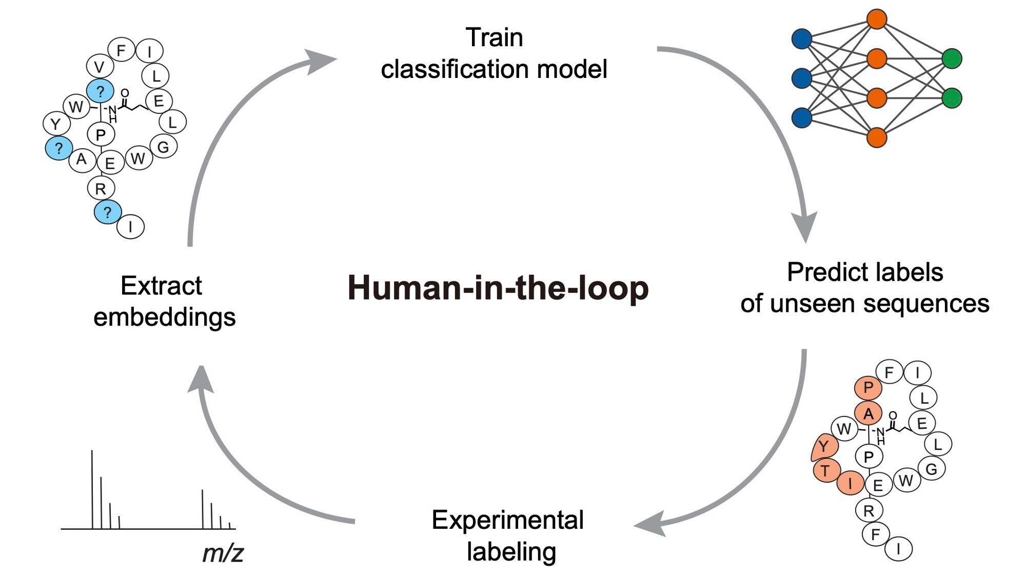 Susanna and collaborators from the Shukla group have published a paper in Nature Communications in which they developed LassoESM, a large language model specifically tailored for lasso peptides. Susanna and collaborators from the Shukla group have published a paper in Nature Communications in which they developed LassoESM, a large language model specifically tailored for lasso peptides.