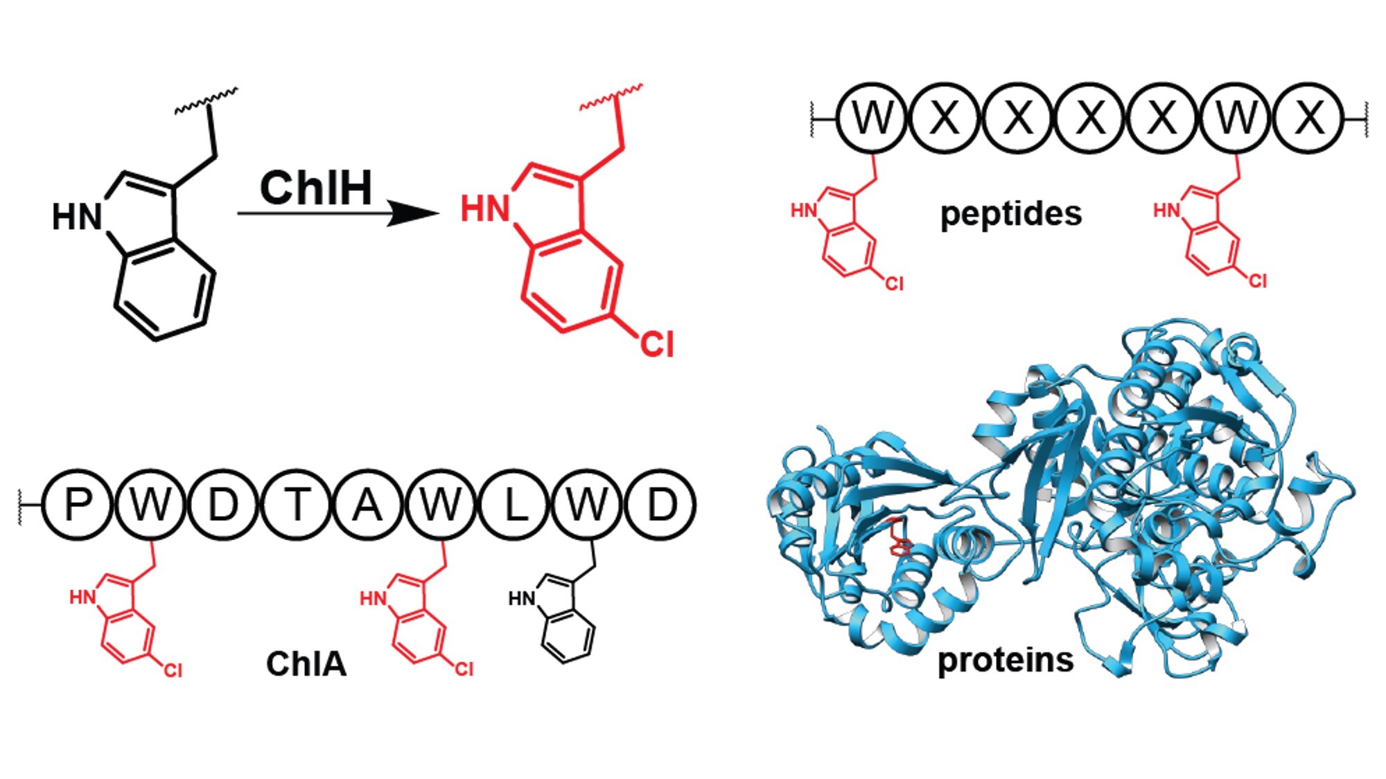 Andrew and Mayuresh, with collaborators from the Mchaourab group, have published a paper in Angewandte Chemie International Edition where they characterized the tryptophan halogenase involved in chlorolassin biosynthesis, ChlH, uncovering remarkably broad substrate promiscuity. Andrew and Mayuresh, with collaborators from the Mchaourab group, have published a paper in Angewandte Chemie International Edition where they characterized the tryptophan halogenase involved in chlorolassin biosynthesis, ChlH, uncovering remarkably broad substrate promiscuity.