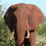 WIPER elephant anti-poaching