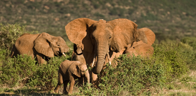 elephant collars