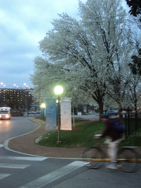 Tree at the Med Center.