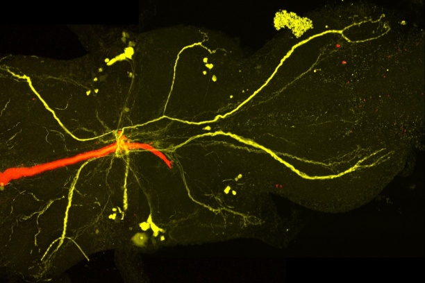 Dye injection labeling of connectivity in the Giant Fiber Interneuron. Tyler Kennedy.