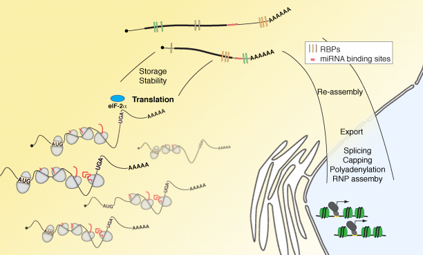 mRNA metabolism and the role of RNA-binding proteins