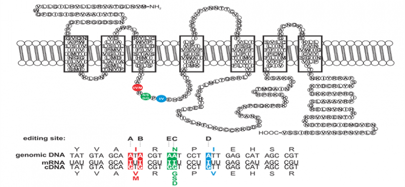 RNA editing of transcripts encoding the 2C-subtype of serotonin receptor