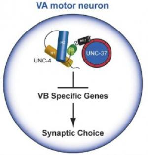 VA motor neuron.jpg