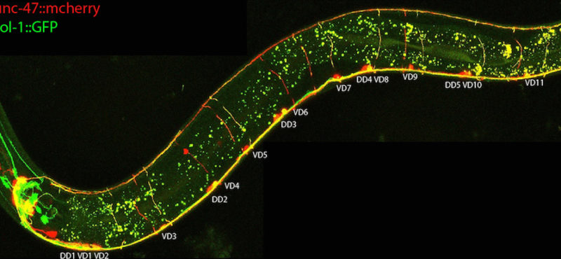 Miller lab: Neural development and cell-specific gene expression
