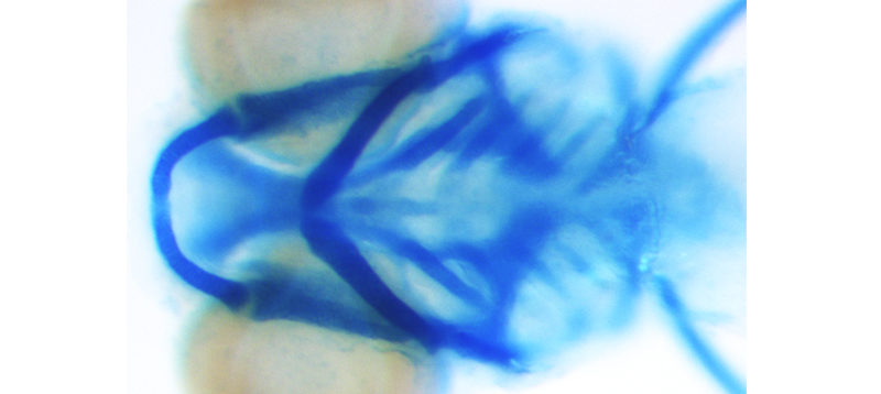 Alcian blue staining of embryos outlining jaw and pectoral fins