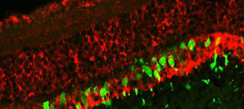 miRNA function during early vertebrate development; retina regeneration, extracellular RNA communication
