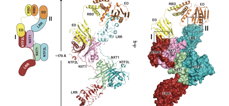 Structural basis for the interaction between influenza NS1 protein and the principal mRNA export receptor NXF1/NXT1