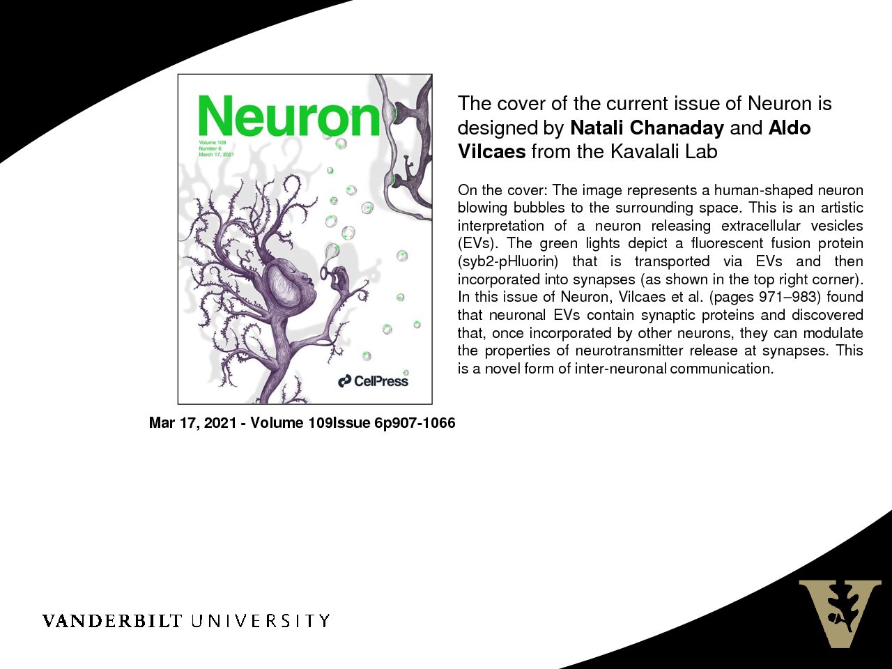 Cover of Neuron Designed by Natali Chanaday and Aldo Vilcaes from Kavalali Lab