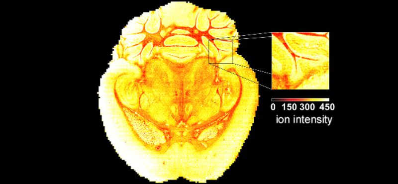 A mouse brain image produced through image fusion technology shows m/z 762.5 at 10 µm spatial resolution. Van de Plas et al., 2015. Nature Methods, 12:366-372.