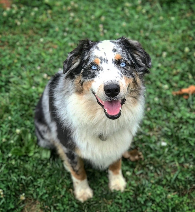 are carrots good for a miniature american shepherd